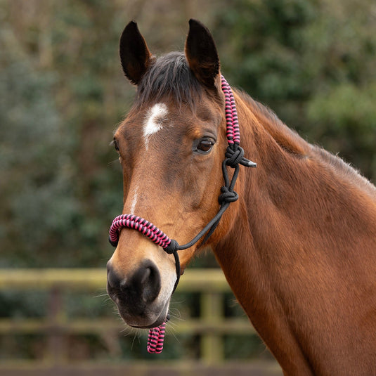 Hy Equestrian Double Braid Rope Halter - Ashurst Equestrian & Country