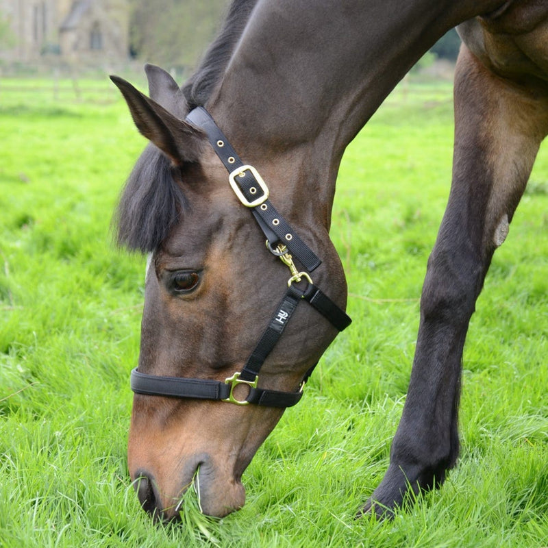 Load image into Gallery viewer, Hy Equestrian Fieldsafe Headcollar Black - Ashurst Equestrian &amp; Country
