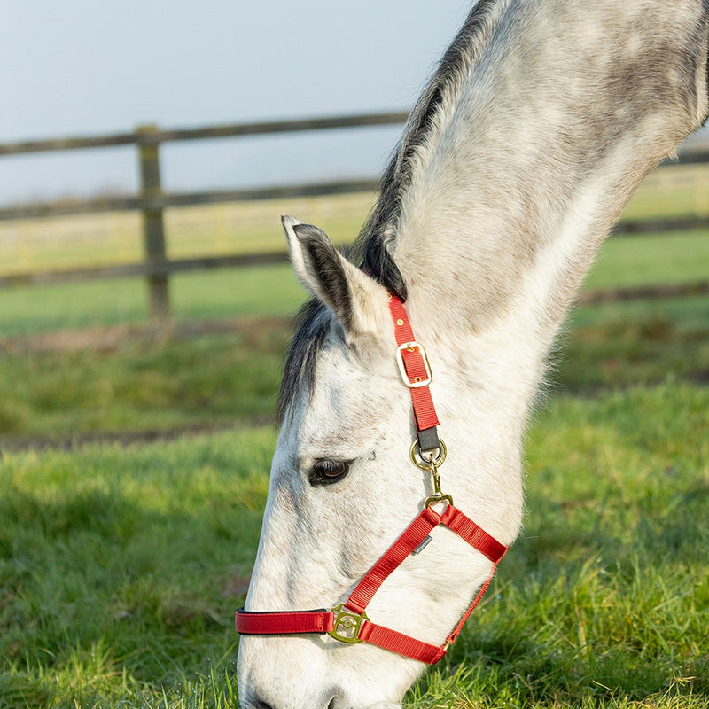 Load image into Gallery viewer, Hy Equestrian Fieldsafe Headcollar Red - Ashurst Equestrian &amp; Country
