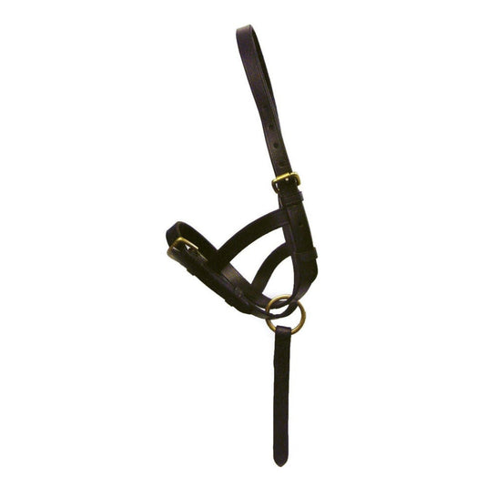 Hy Equestrian Leather Foal Slip Black - Ashurst Equestrian & Country