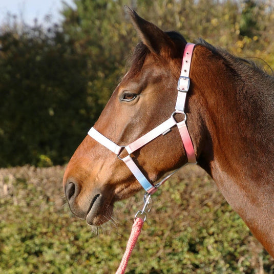 Hy Equestrian Ombre Headcollar & Lead Rope Coral/Blue - Ashurst Equestrian & Country