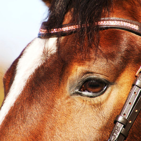 Hy Equestrian Rosciano Browband Brown/Rose Gold - Ashurst Equestrian & Country