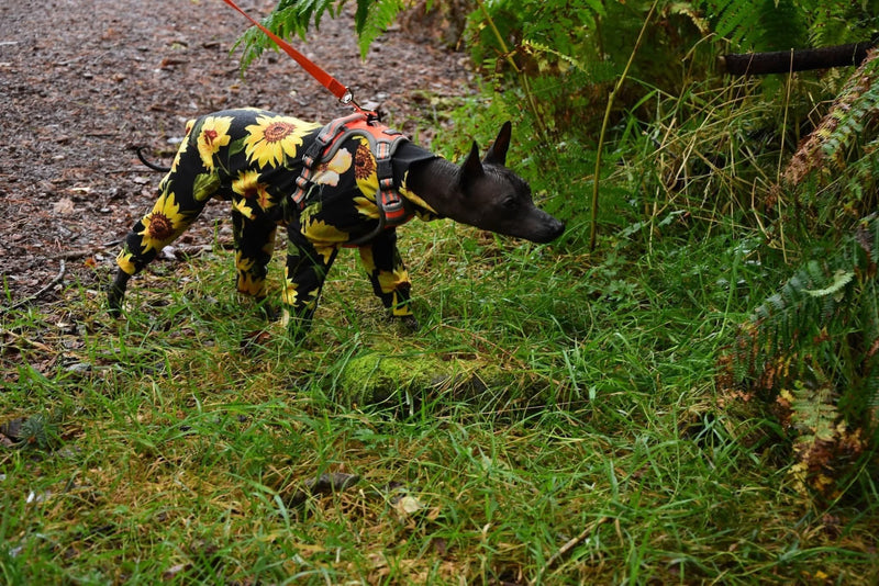 Load image into Gallery viewer, Jersey Suit - Sunflowers - Ashurst Equestrian &amp; Country
