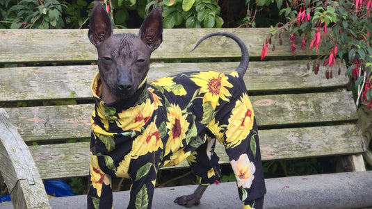 Jersey Suit - Sunflowers - Ashurst Equestrian & Country