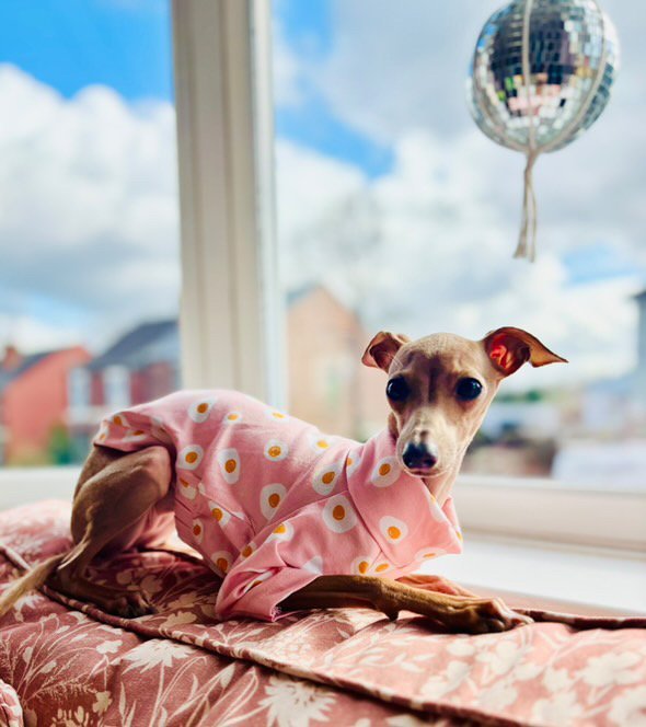 Load image into Gallery viewer, Jersey T-Shirt - Fried Eggs - Ashurst Equestrian &amp; Country
