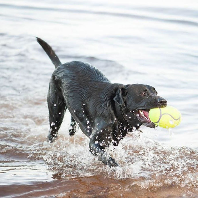 Kong Airdog Squeaker Football - Ashurst Equestrian & Country