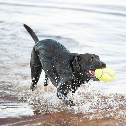 Kong Airdog Squeaker Football - Ashurst Equestrian & Country
