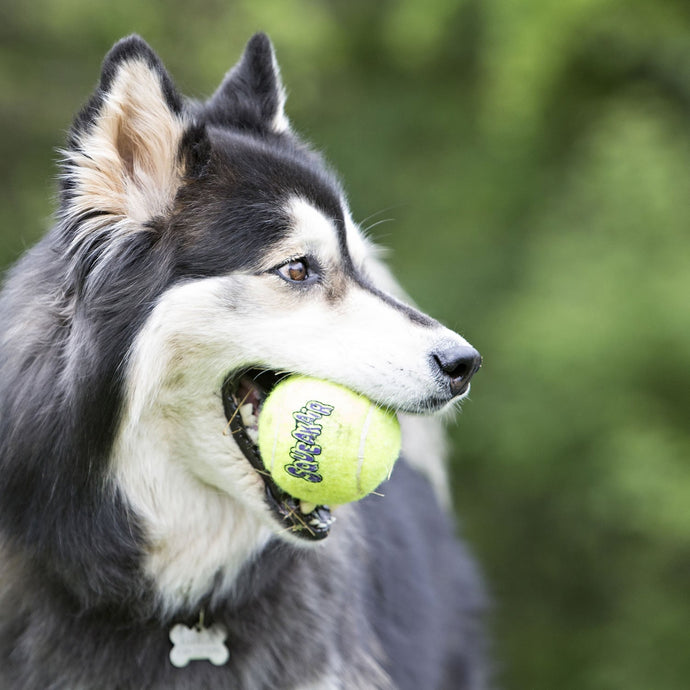 Kong Squeakair Ball - Ashurst Equestrian & Country
