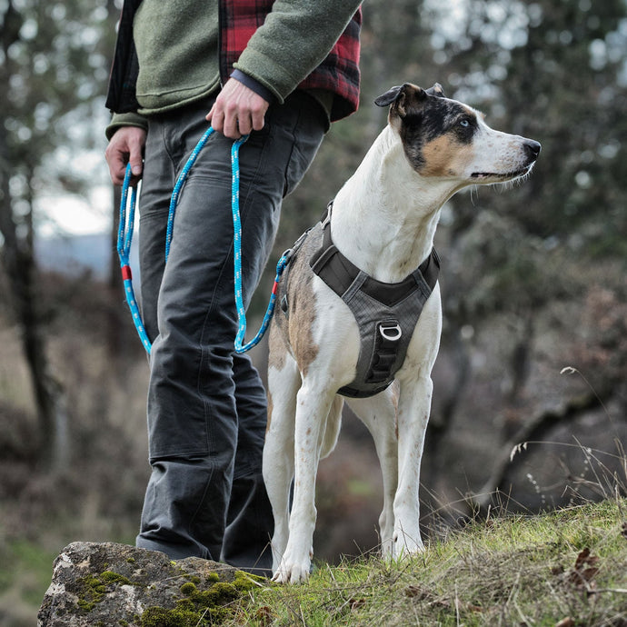 Kurgo Journey Air Harness Black/Gargoyle Grey - Ashurst Equestrian & Country