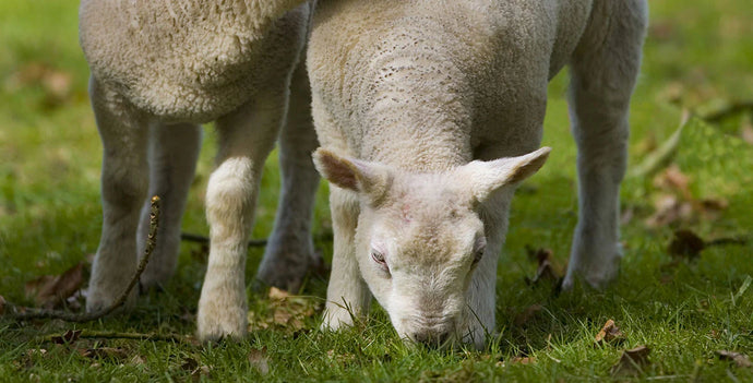 Duffields Lamb Creep Pellets 25kg