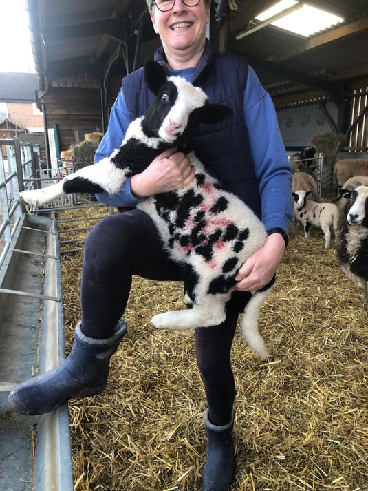 Lbc Ultralight Ankle Boots Navy - Ashurst Equestrian & Country