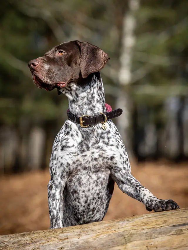 Load image into Gallery viewer, Le Mieux Ascot Rope Dog Collar - Ashurst Equestrian &amp; Country
