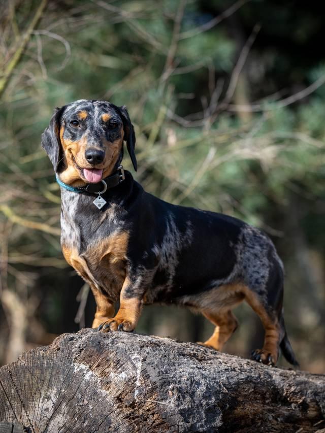 Load image into Gallery viewer, Le Mieux Ascot Rope Dog Collar - Ashurst Equestrian &amp; Country
