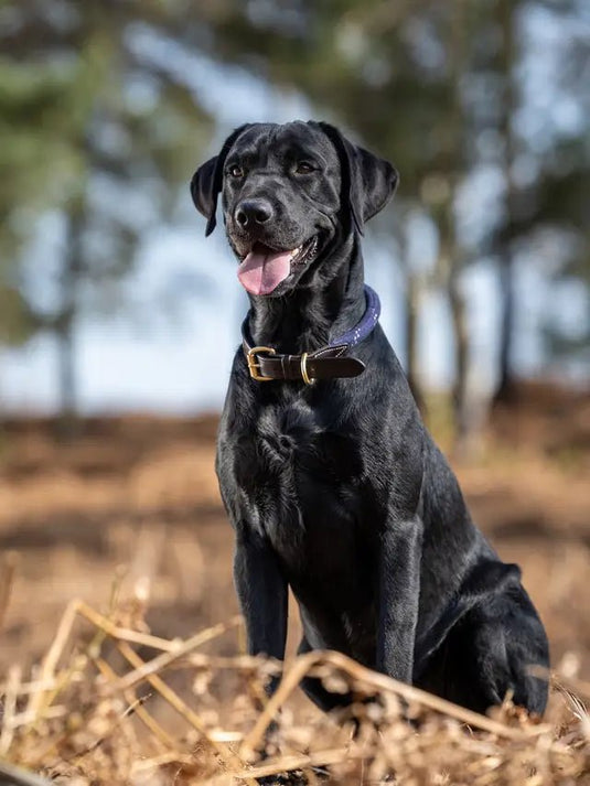 Le Mieux Ascot Rope Dog Collar - Ashurst Equestrian & Country