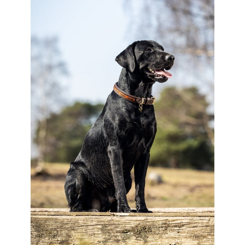Load image into Gallery viewer, Le Mieux Cambridge Dog Collar - Ashurst Equestrian &amp; Country
