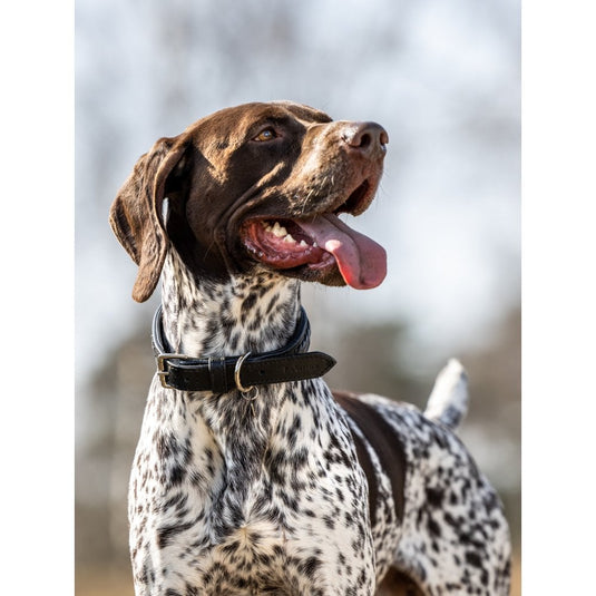 Le Mieux Oxford Dog Collar - Ashurst Equestrian & Country
