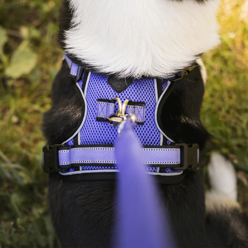 Load image into Gallery viewer, Le Mieux Winchester Mesh Dog Harness - Ashurst Equestrian &amp; Country
