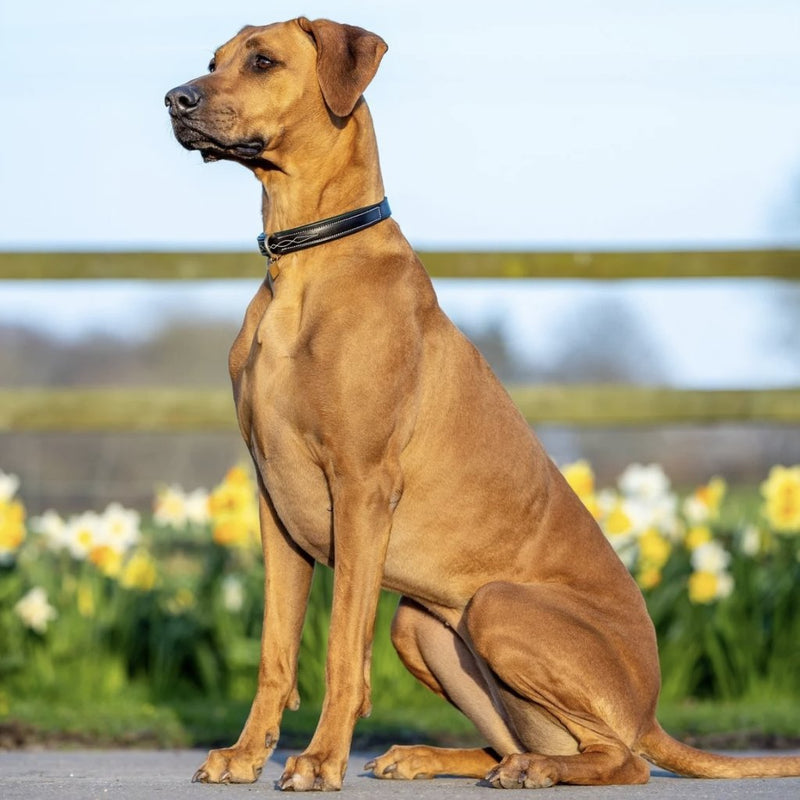 Load image into Gallery viewer, Le Mieux Windsor Dog Collar - Ashurst Equestrian &amp; Country
