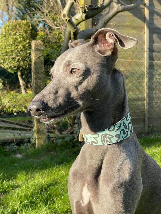 Leather Collar - Botanical - Ashurst Equestrian & Country