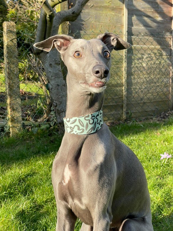 Load image into Gallery viewer, Leather Collar - Botanical - Ashurst Equestrian &amp; Country
