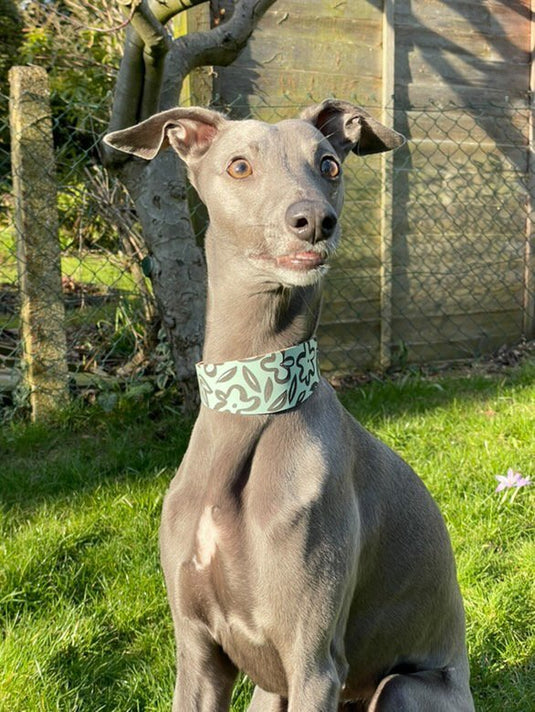 Leather Collar - Botanical - Ashurst Equestrian & Country