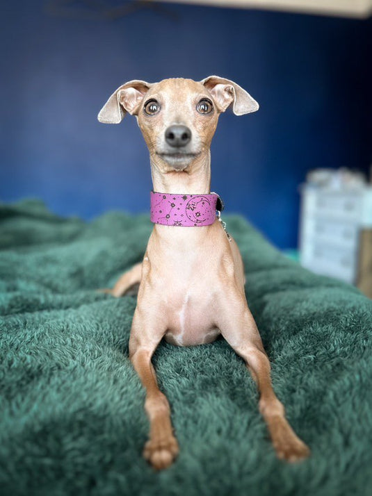 Leather Collar - Constellations - Ashurst Equestrian & Country