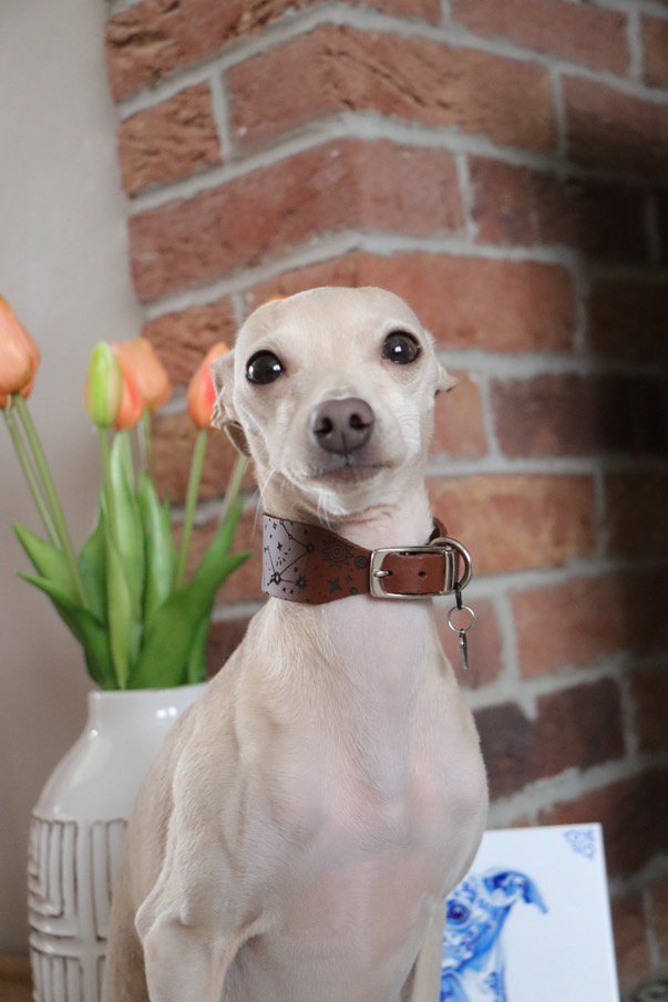 Load image into Gallery viewer, Leather Collar - Constellations - Ashurst Equestrian &amp; Country
