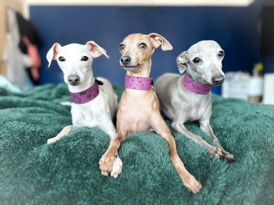 Leather Collar - Constellations - Ashurst Equestrian & Country