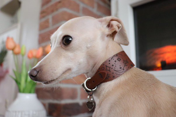 Load image into Gallery viewer, Leather Collar - Constellations - Ashurst Equestrian &amp; Country
