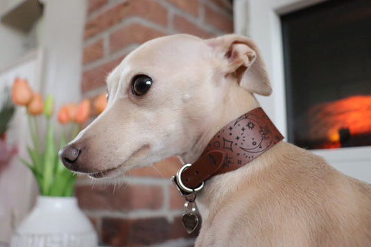 Leather Collar - Constellations - Ashurst Equestrian & Country