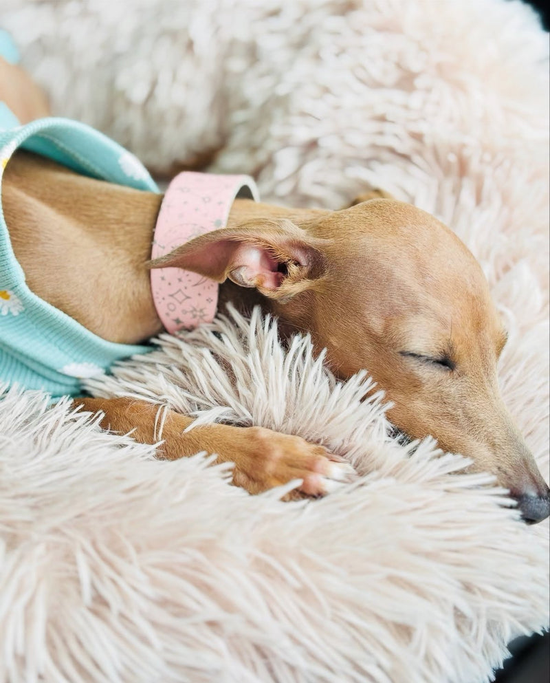 Load image into Gallery viewer, Leather Collar - Constellations - Ashurst Equestrian &amp; Country
