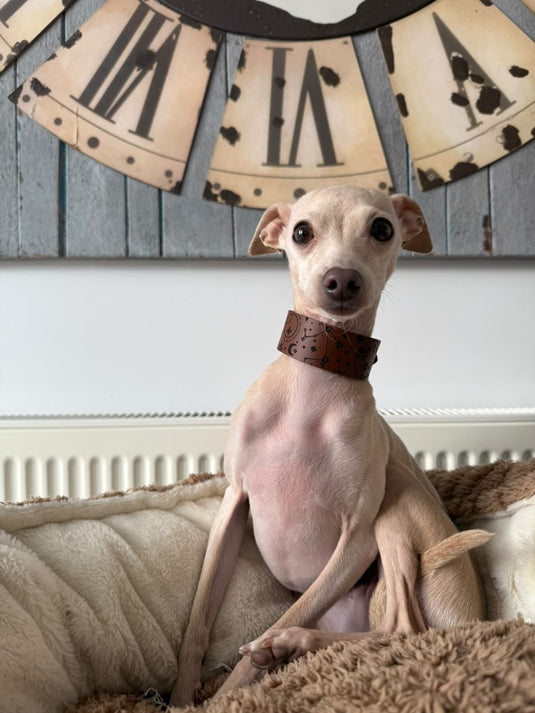 Leather Collar - Constellations - Ashurst Equestrian & Country