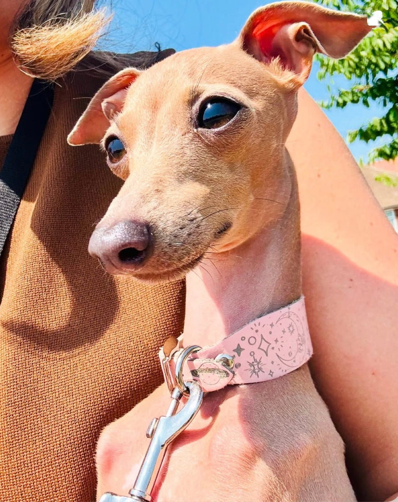 Load image into Gallery viewer, Leather Collar - Constellations - Ashurst Equestrian &amp; Country
