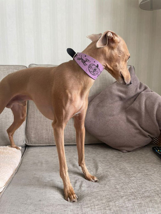 Leather Collar - HALLOWEEN - Skele - Hounds - Ashurst Equestrian & Country