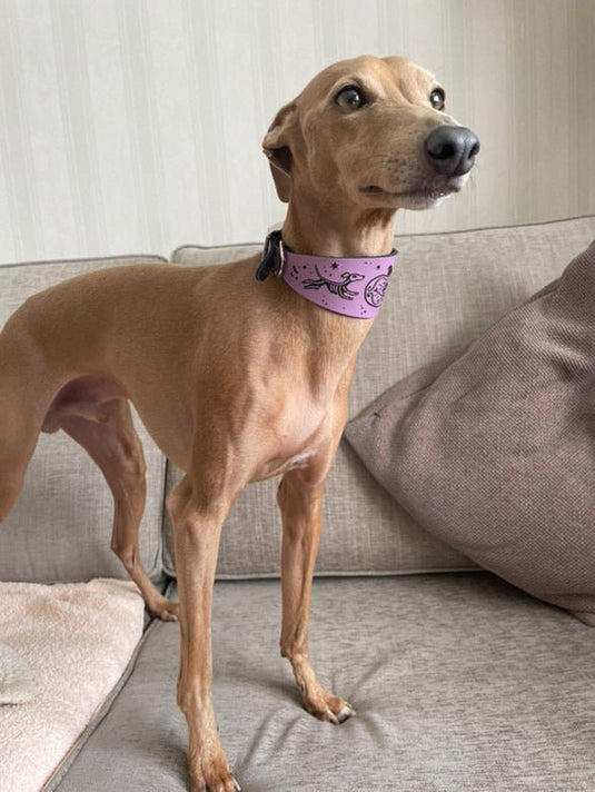 Leather Collar - HALLOWEEN - Skele - Hounds - Ashurst Equestrian & Country