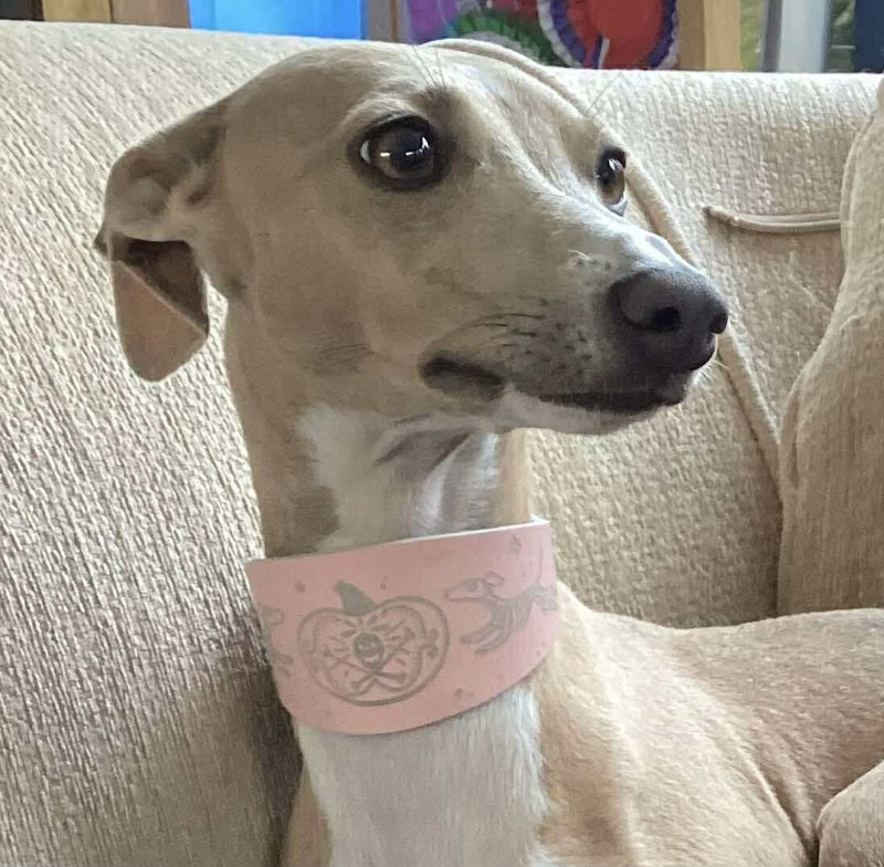 Load image into Gallery viewer, Leather Collar - HALLOWEEN - Skele - Hounds - Ashurst Equestrian &amp; Country
