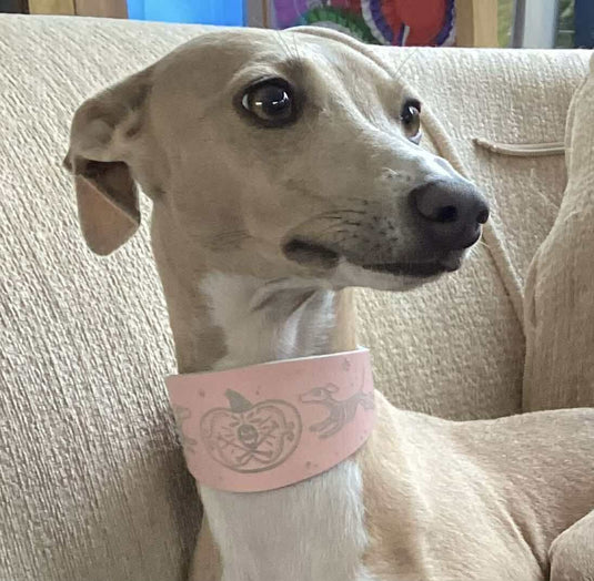 Leather Collar - HALLOWEEN - Skele - Hounds - Ashurst Equestrian & Country