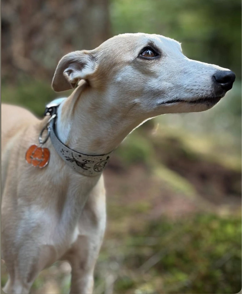 Load image into Gallery viewer, Leather Collar - HALLOWEEN - Skele - Hounds - Ashurst Equestrian &amp; Country
