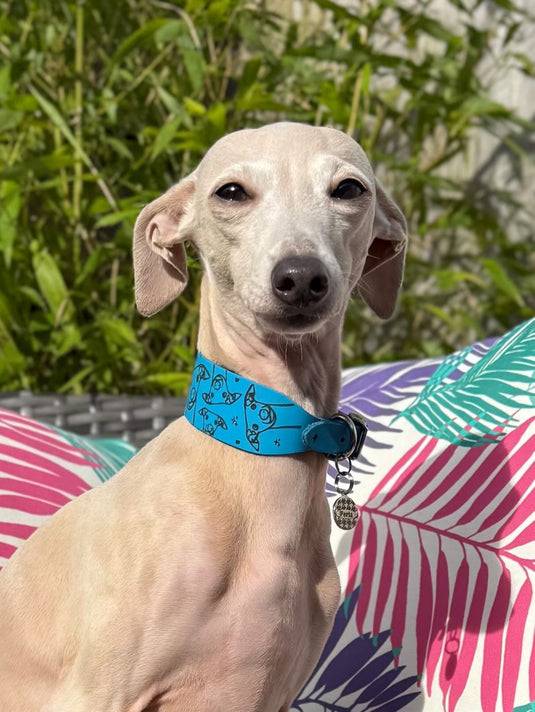 Leather Collar - Hounds - Ashurst Equestrian & Country