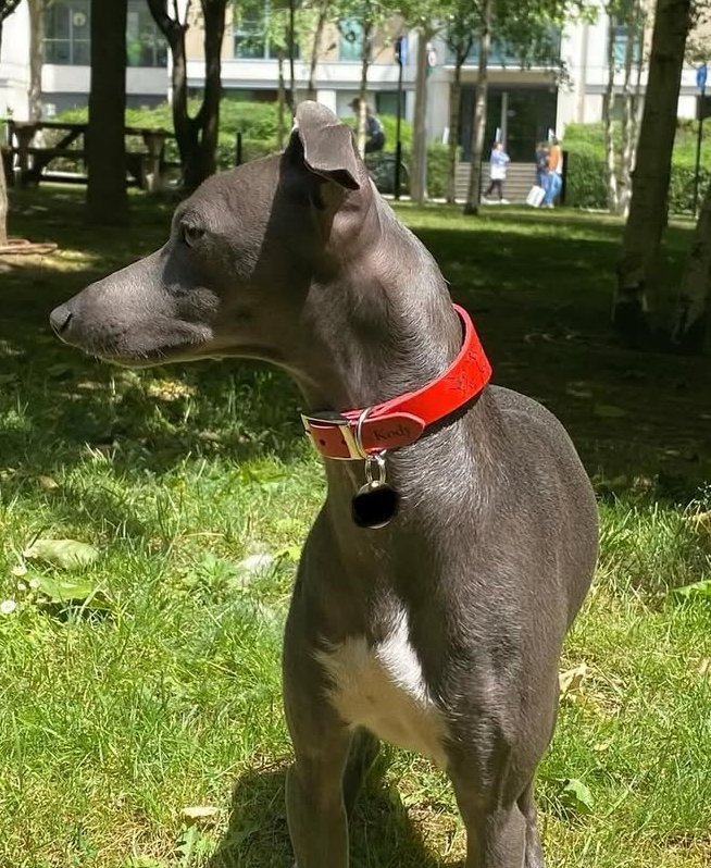 Load image into Gallery viewer, Leather Collar - Hounds - Ashurst Equestrian &amp; Country
