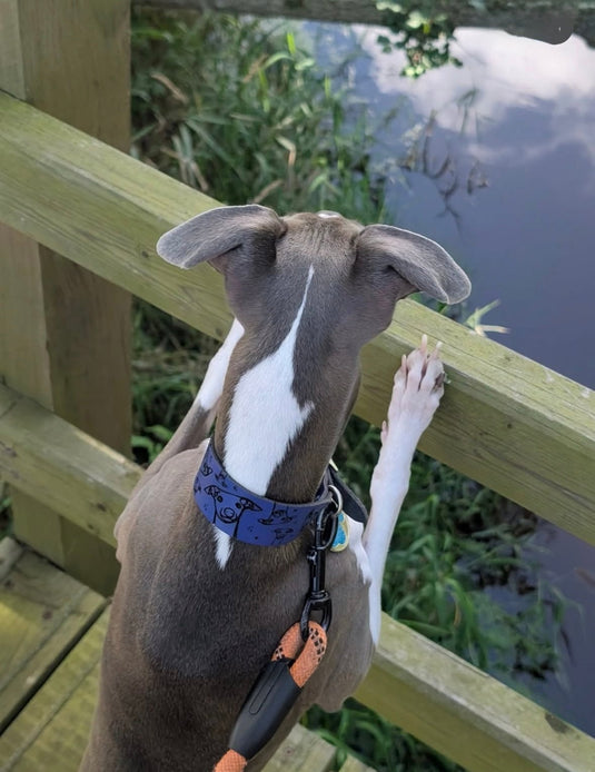 Leather Collar - Hounds - Ashurst Equestrian & Country