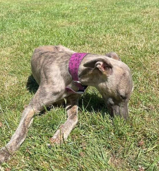 Leather Collar - Hounds - Ashurst Equestrian & Country