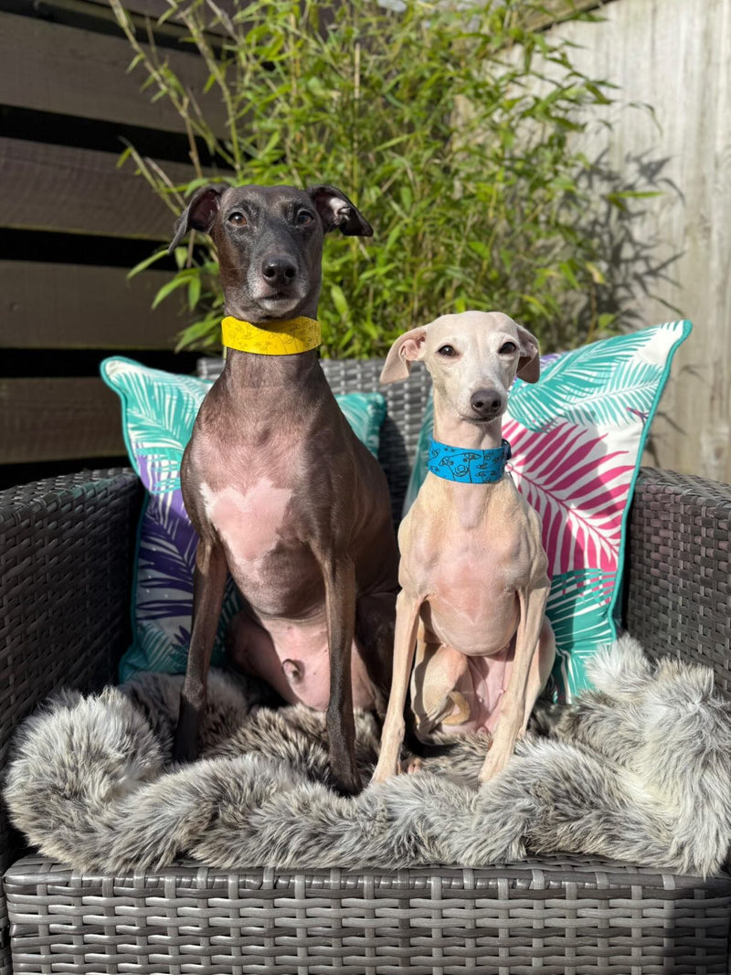 Load image into Gallery viewer, Leather Collar - Hounds - Ashurst Equestrian &amp; Country
