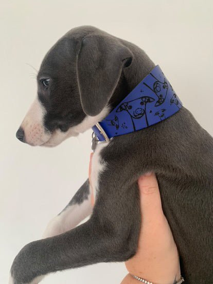 Leather Collar - Hounds - Ashurst Equestrian & Country