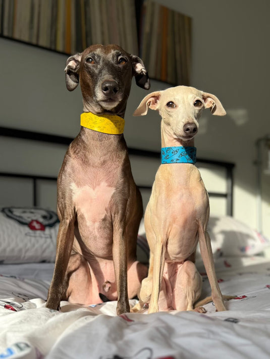 Leather Collar - Hounds - Ashurst Equestrian & Country