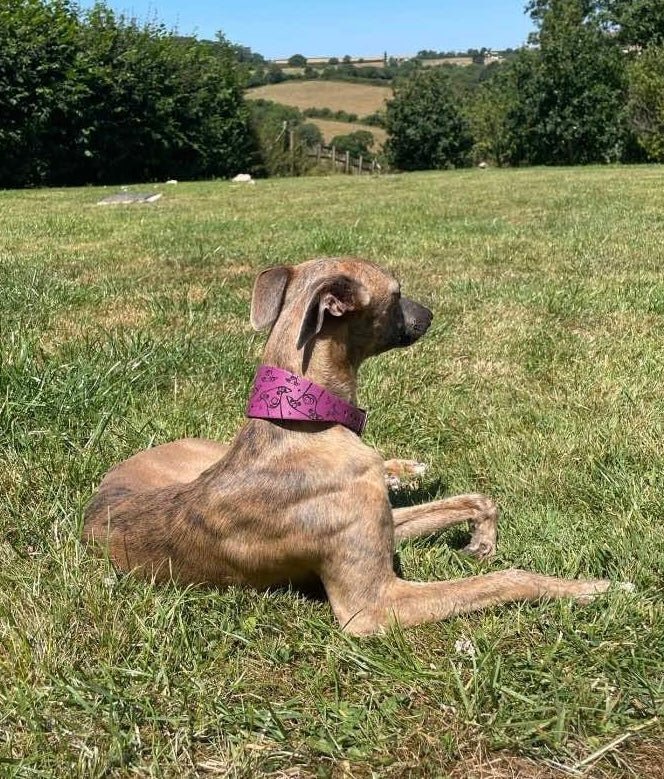 Load image into Gallery viewer, Leather Collar - Hounds - Ashurst Equestrian &amp; Country
