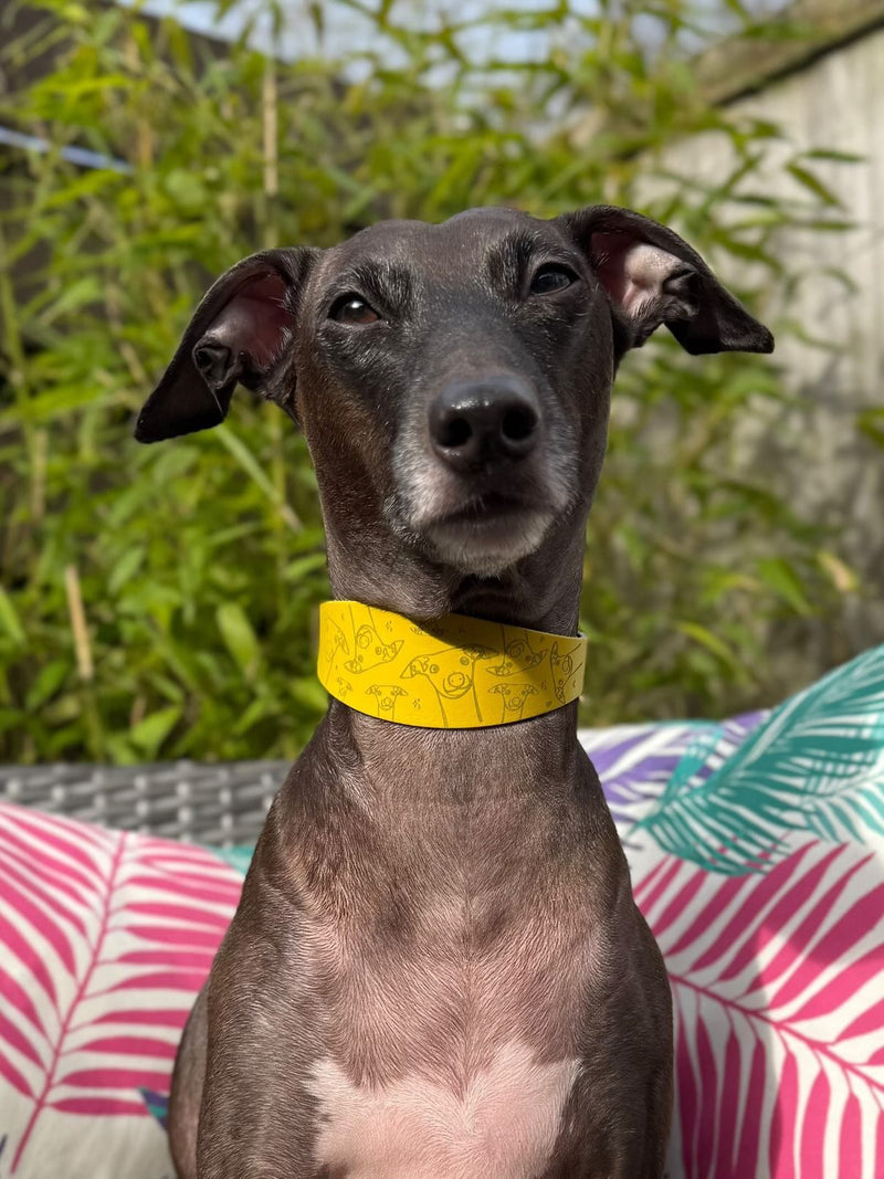 Load image into Gallery viewer, Leather Collar - Hounds - Ashurst Equestrian &amp; Country
