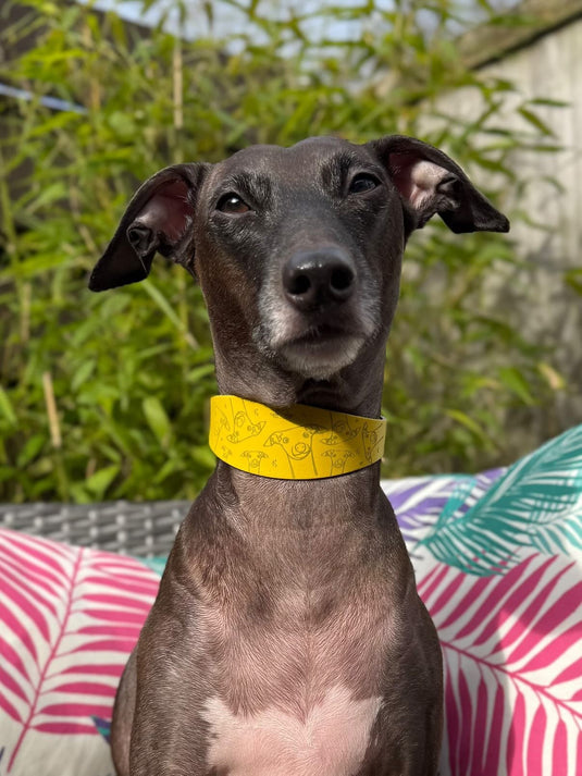 Leather Collar - Hounds - Ashurst Equestrian & Country