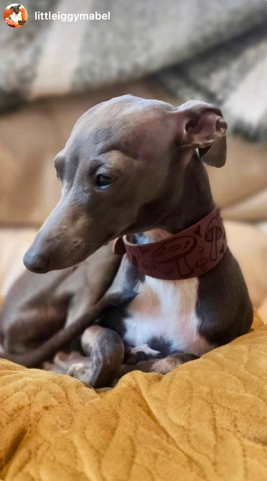 Leather Collar - Mushroom - Ashurst Equestrian & Country