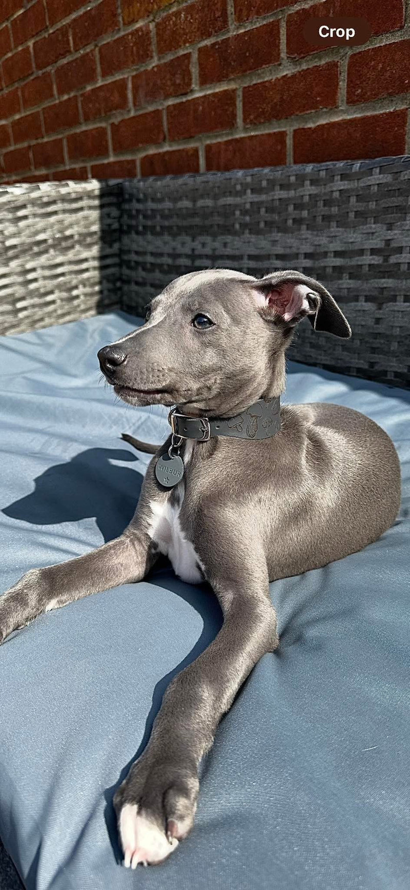 Load image into Gallery viewer, Leather Collar - Mushroom - Ashurst Equestrian &amp; Country
